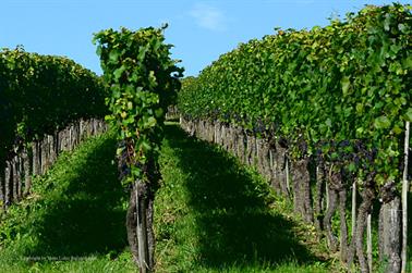 2020 09 04 Meersburg,_DSD_7357_b_488px